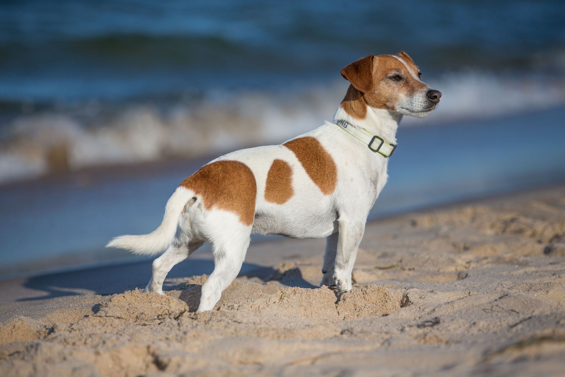 Goehren Strand Hund1