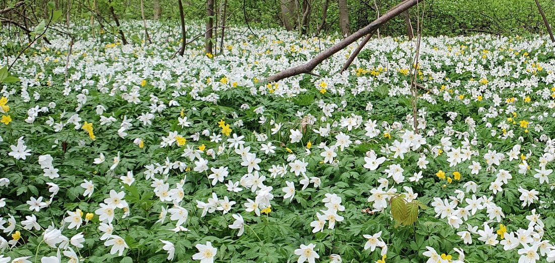Frühlingserwachen