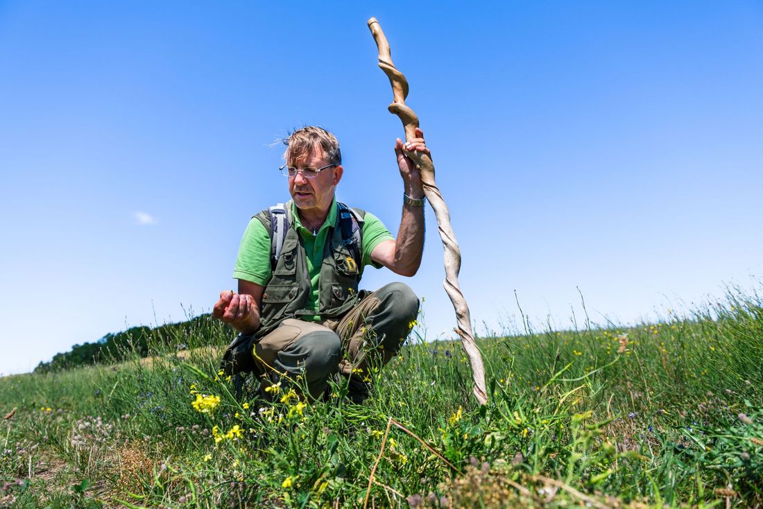 Gesund durch das Jahr mit heimischen Wild- und Heilkräutern