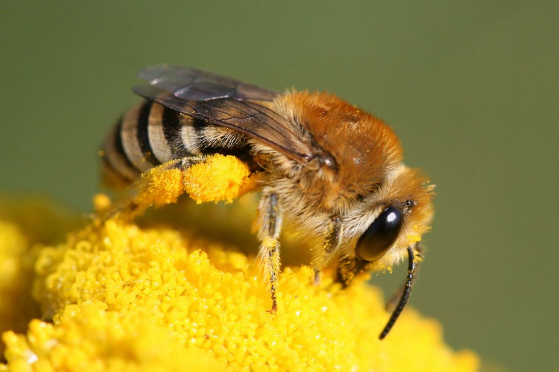 Die faszinierende Welt der Wildbienen