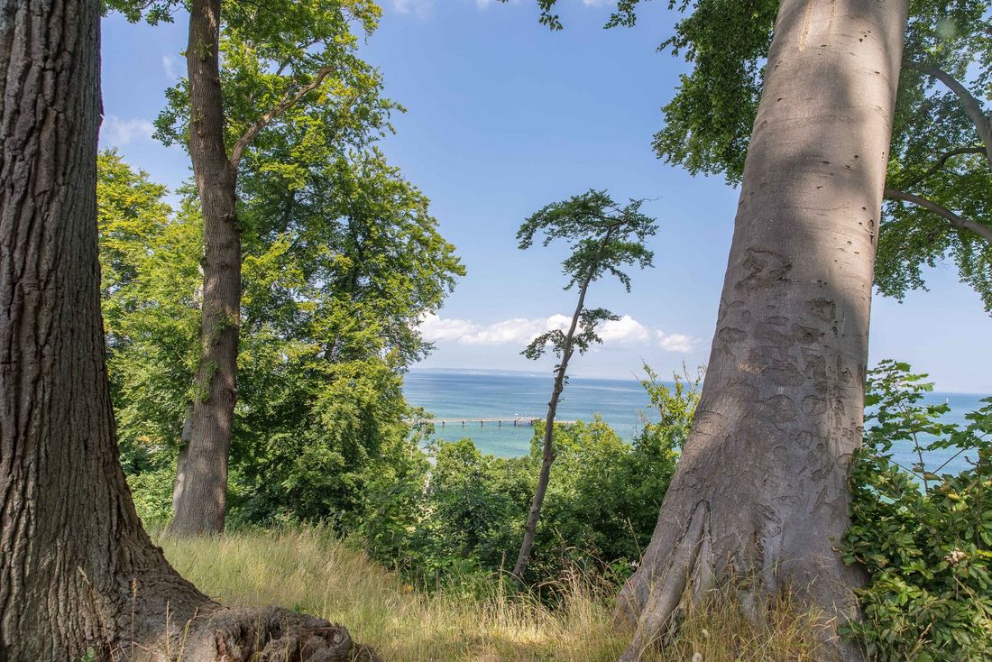 Naturforscher: Entdeckungen im Küstenwald